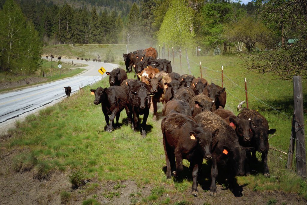 Bull Hill Guest Ranch Gallery 14
