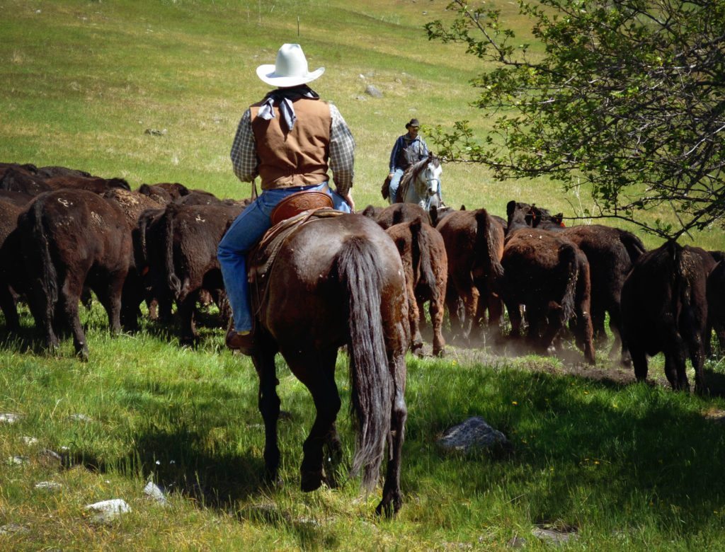 Bull Hill Guest Ranch Gallery 11