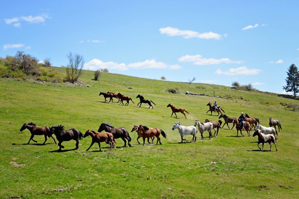 Bull Hill Guest Ranch Gallery 37
