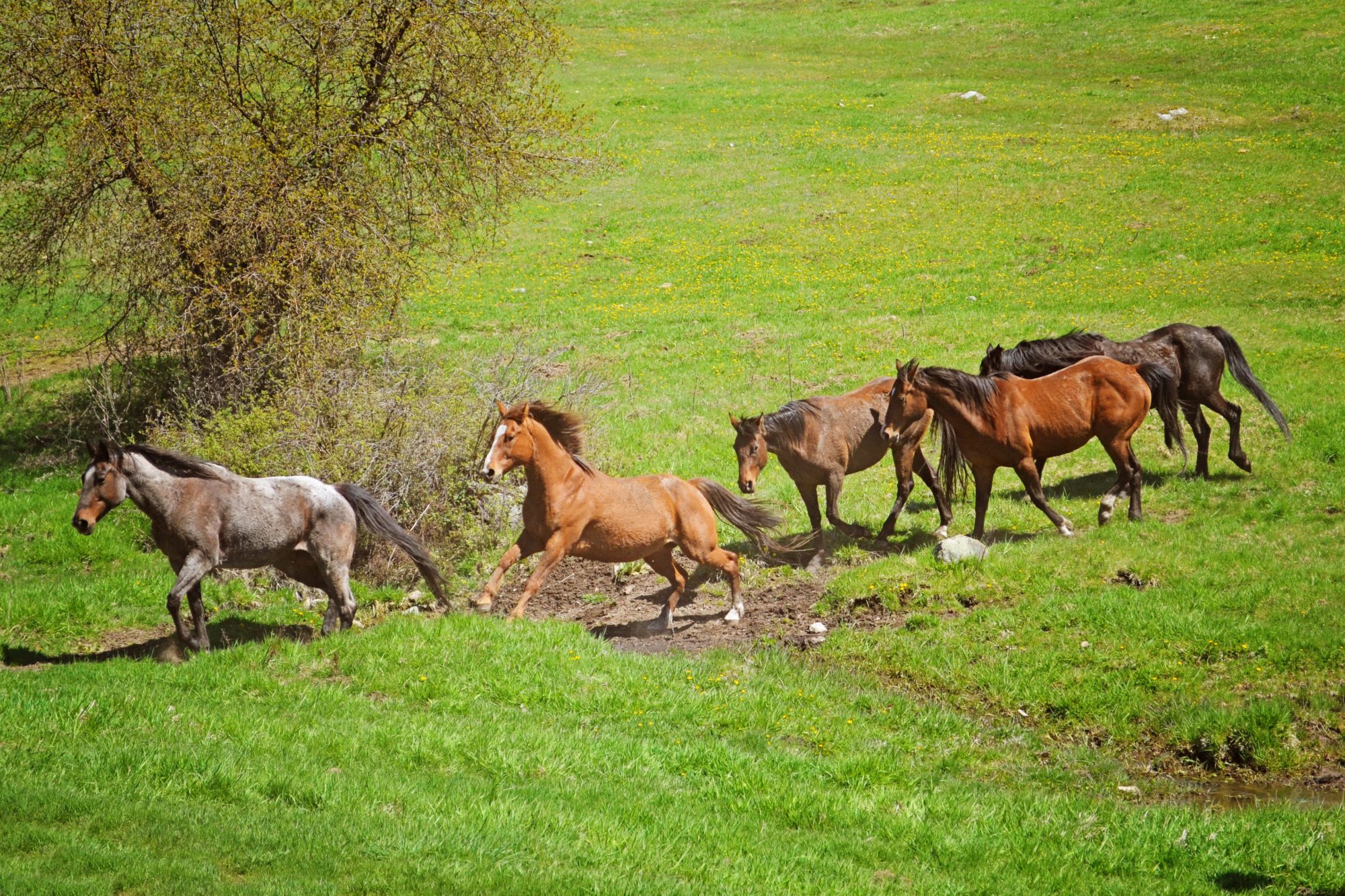 Horses crossing a green pasture at Bull Hill Guest Ranch