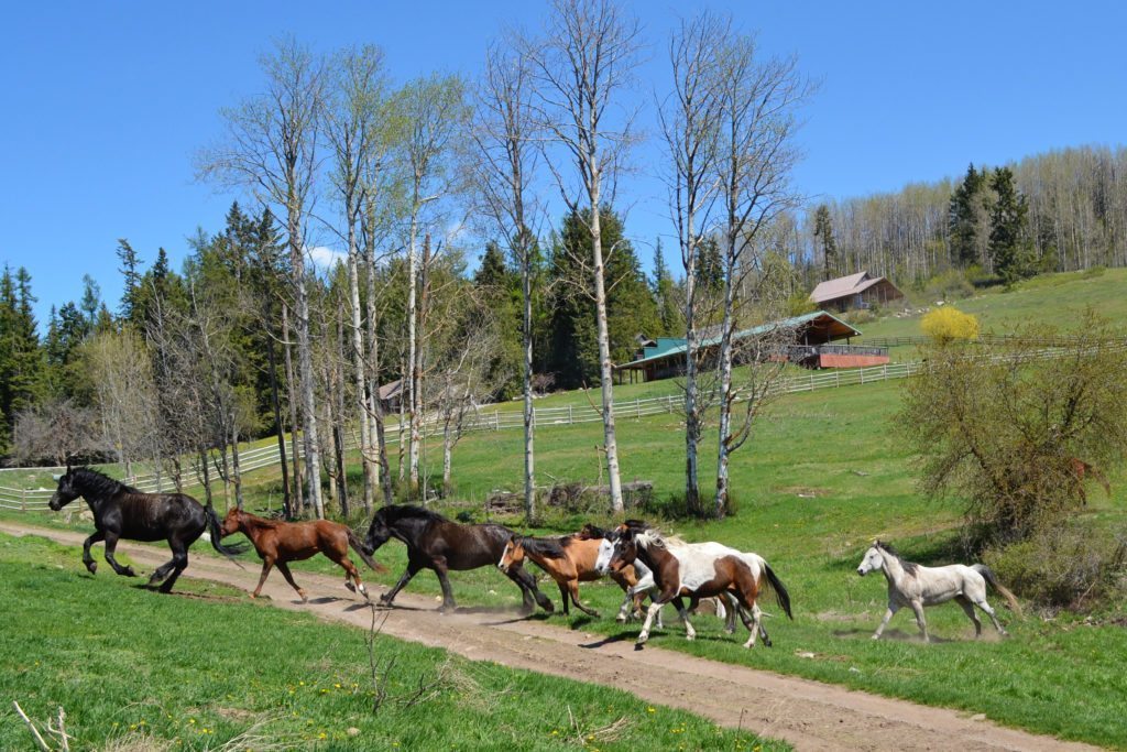 Bull Hill Guest Ranch Gallery 38