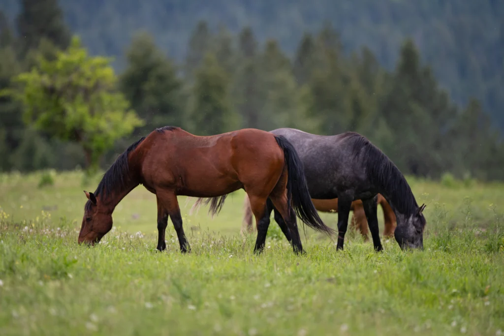 Bull Hill Guest Ranch Gallery 6