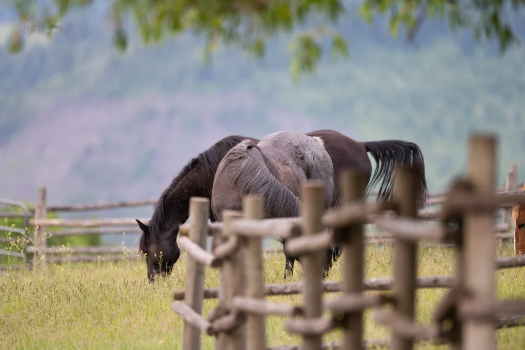 Bull Hill Guest Ranch Gallery 27