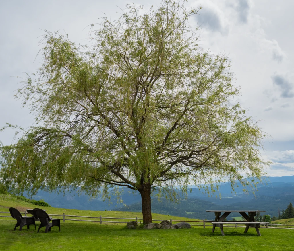 Bull Hill Guest Ranch Gallery 24